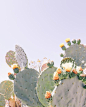 Cacti.: