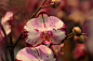 花朵 兰花 盛开 - Pixabay上的免费照片 : 从 Pixabay 庞大的免版税素材图片、视频和音乐库中免费下载此花朵 兰花 盛开的photo。