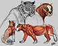 Animal Anatomy Studies, Ester Conceicao