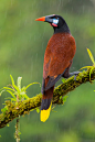 褐拟棕鸟 Psarocolius montezuma 雀形目 拟鹂科 拟椋鸟属
Montezuma Oropendola by Lee Anne Russell on 500px