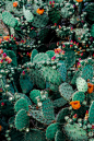 photo-of-orange-and-pink-petaled-flowers-on-cactus-plants-1253718
