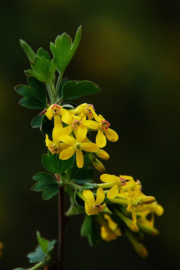 Ribes odoratum Wendl...