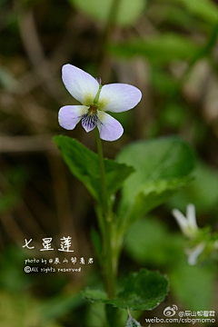 十四公主~采集到堇菜