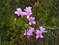 Rhododendron sp. 长在山顶阳光下的满山红枝条粗短密集……停，这货不是满山红吧，那一小撮宿存的叶子是怎么回事,形状又是怎么回事？不是说好的没有春、秋叶二型吗？但是如果不是满山红，我又查不出其他合理解释，没有标本死无对证……算了反正杜鹃就是这么一回事