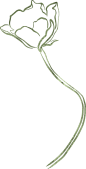 水彩清新花卉植物LOGO图标婚礼海报装饰透明免抠PNG图案装饰素材 (7)