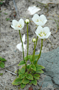 梅花草（Parnassia palustris L. ）