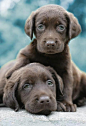 cute puppies - #mostbeautifulpictures | Best of Pinterest Photograp... #狗狗# #萌#