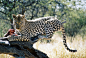 Leopard Lunch, Namibia | Flickr 