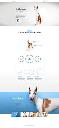 壹鸣设计YIMINGDESIGN采集到宠物/web网页设计/企业站/官网/公司/网站建设/展示网站赏析