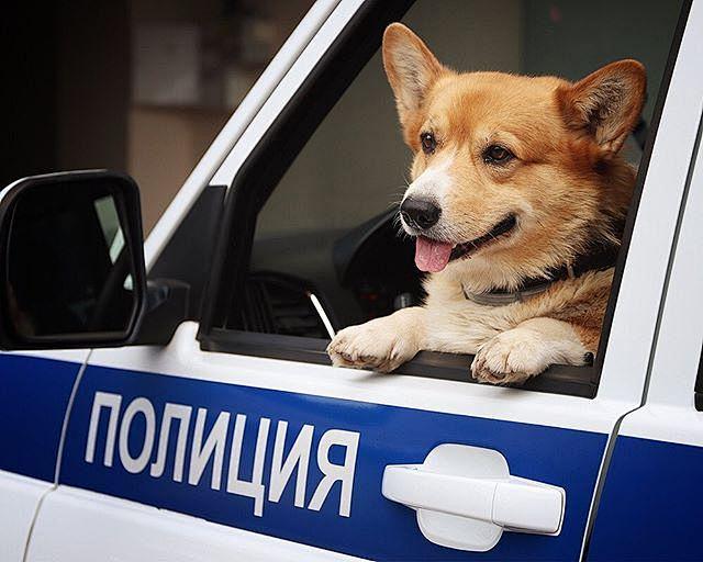又萌又酷！俄罗斯唯一一只柯基警犬退休 上...