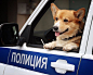 又萌又酷！俄罗斯唯一一只柯基警犬退休 上班7年半工作能力出色