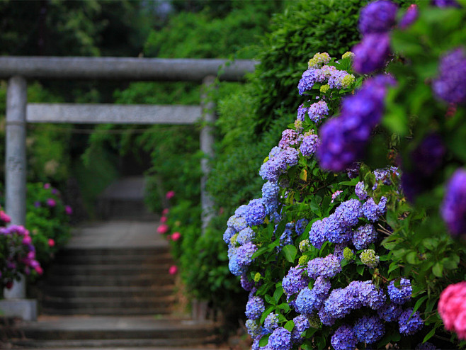 紫阳花即绣球荚蒾。
绣球荚蒾（ Vibu...