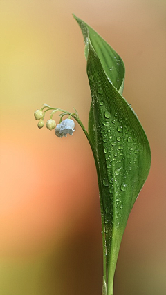 水~仙采集到水仙、植物/花草/系列合成素材