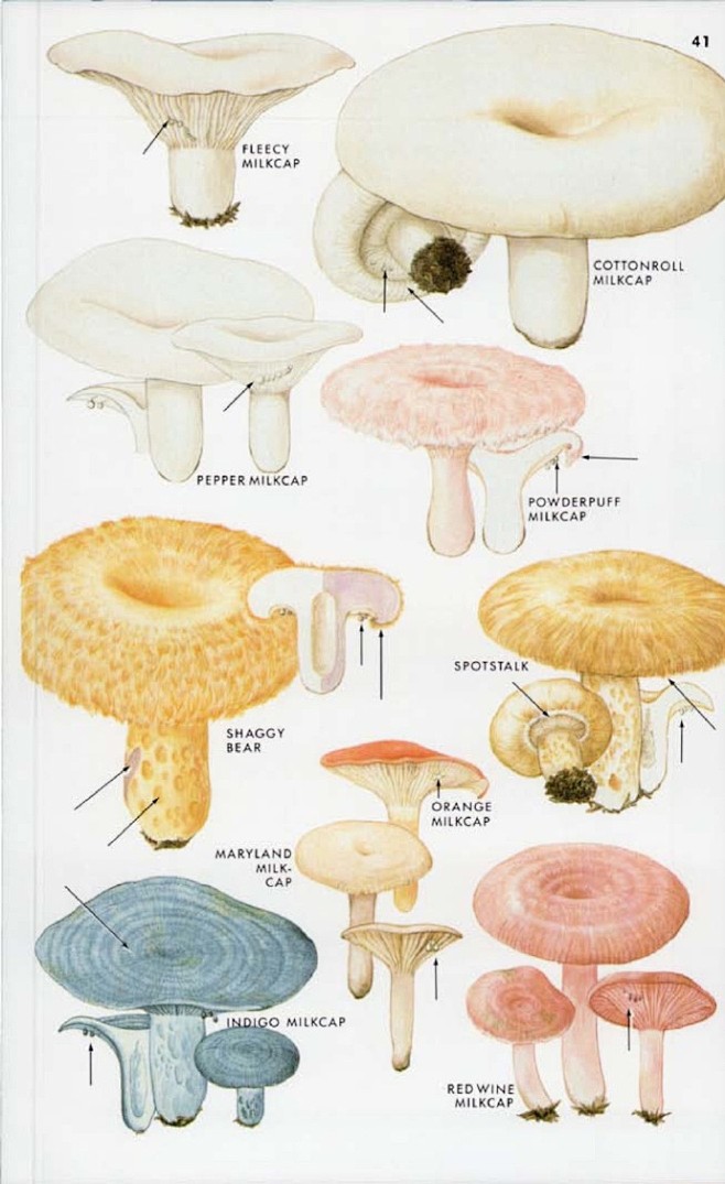 《蘑菇图鉴》。