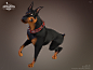 The House of Magic // Doberman, Yannick Vincent : A doberman for the movie The House of Magic,
I did shading, texturing, and grooming on it! Also the posing!
The model was done by Olivier Couston,