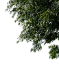 tree corner 1 png by ~gd08 on deviantART