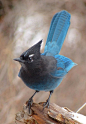rhamphotheca:

The Steller’s Jay (Cyancitta stelleri) 
… is the western counterpart to the widespread eastern Blue Jay. These two species are our only jay species with crests, and also fill similar niches; both are generalists in diet and adaptable in 