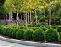 Beautiful box topiary and giant alliums...