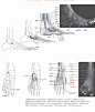 【学人体】男性腿脚肌肉块与骨骼~~~（相关微博讲的是手臂：http://t.cn/8k6zDGD ）