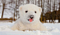 This Baby Polar Bear Saw Snow For The First Time