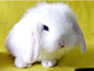 【学名】：Holland Lop（荷兰垂耳兔) 
【类型及体重】： 2.0～2.5公斤，40cm左右，中小型兔。 
