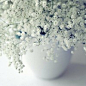 满天星（Gypsophila），原名为重瓣丝石竹，石竹科丝石竹属。为常绿矮生小灌木，分枝甚多，叶片窄长，无柄，对生，喜温暖湿润和阳光充足的环境，生命力很强。初夏开花，略有微香，花朵如豆，每朵5瓣，故别名破铜钱。开花时犹如繁星漫天，朦胧迷人，清丽可爱，又彷佛清晨云雾，傍晚霞烟，故又名“霞草”。依此特点，满天星的样子恍如白衣修女，朴素无华，经常作为衬托，红玫瑰配衬满天星表现“情有独钟”；康乃馨配衬满天星表现“慈祥与温馨”；剑兰配衬满天星表现“祝你宏图大展”；勿忘我配衬满天星表现“友谊永存”。（美国）满天星代表