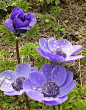 欧洲银莲花　学名：Anemone coronaria ，毛茛科银莲花属，其花朵硕大，色彩艳丽丰富，有白、黄、橙、粉、红、紫各色，另有重瓣和半重瓣品种，花形如同罂粟花，适宜于布置岩石园及花坛，也可供盆栽与切花。