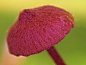 小蘑菇~来自我的名字叫天萌的图片分享-堆糖网;