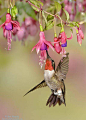 rahulssecondblog:

Hummingbird