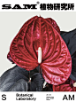 暗夜玫瑰｜Anthurium Dark Night Rose
Anthurium Dark Night Rose
-
天南星科花烛属植物，可观叶可观花。