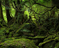 Green-Forest-Wallpaper-green-20036596-1280-1024.jpg (1280×1024)