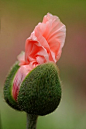 ✯ Oriental Poppy Opening