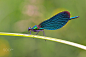 条纹色蟌 Calopteryx virgo 蜻蜓目 色蟌科 色蟌属
异翅目室女座 _虫子采下来 #率叶插件，让花瓣网更好用#