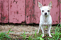 Ty Foster | Animal and Dog Photographer | DOG-ON-LOCATION | 48 : Chihuahua portrait 