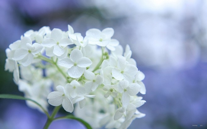 绣球花