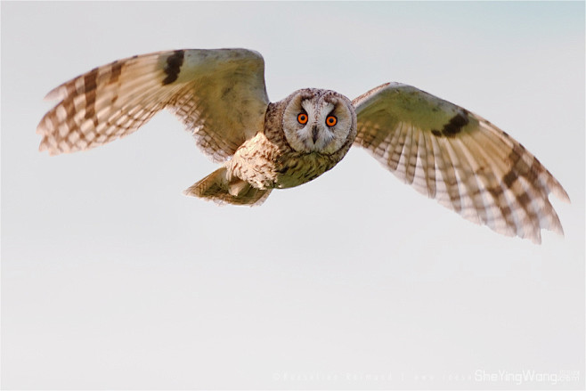 22幅Roeselien Raimond...