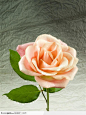 花束物语-开放的粉色玫瑰