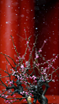 ❄️

故宫的雪

via: 故宫博物院

#故宫雪景大片# #每日一图# ​​​​