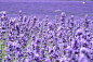 浪漫紫色熏衣草花海高清图片
