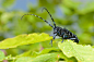 这是一只柳光肩星天牛（Anoplophora glabripennis），停留在一株紫藤树的叶梢上。
天牛 by 头上有个疤 on 500px