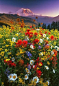 野花盛开，雷尼尔山国家公园，华盛顿
