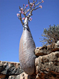 Cucumber Tree. Native to South Africa.: 