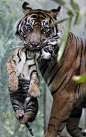 ♂ Tigers, wild life photography