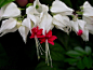 珍惜奇异的花——玲珑可爱的白花灯--龙吐珠