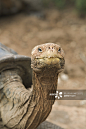 Galapagos Tortoise (Geochelone elephantopus) at Darwin Research Centre._创意图片