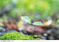 绿芽生命-青苔中的橡树种子