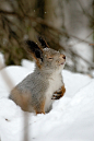 Initiation of squirrels | squirrel, winter, snow