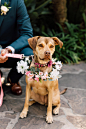 tropical floral wreath dog of honor