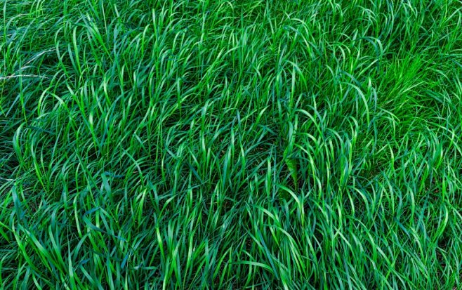 草坪材质贴图草地纹理绿色植物背景植物高清...