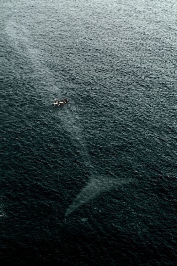 鲸之大 ​​​​